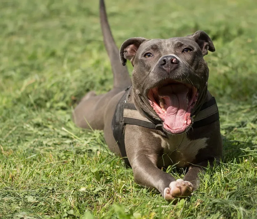 Tierheim Herne-Wanne: Drei Hunde mit schlimmen Schicksalen