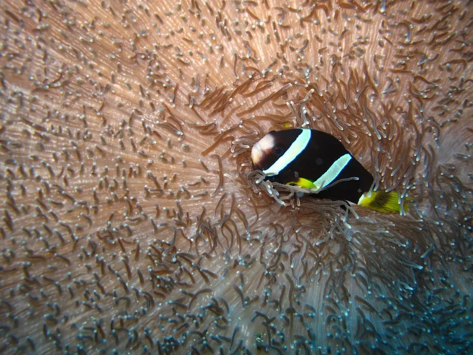 Eintauchen in die mystischen Pak Ou Caves am Mekong-ufer