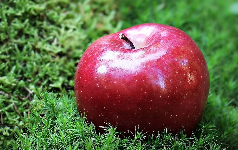 Genuss trifft Tradition: Lecker aufs Land – Die perfekte Menüfolge