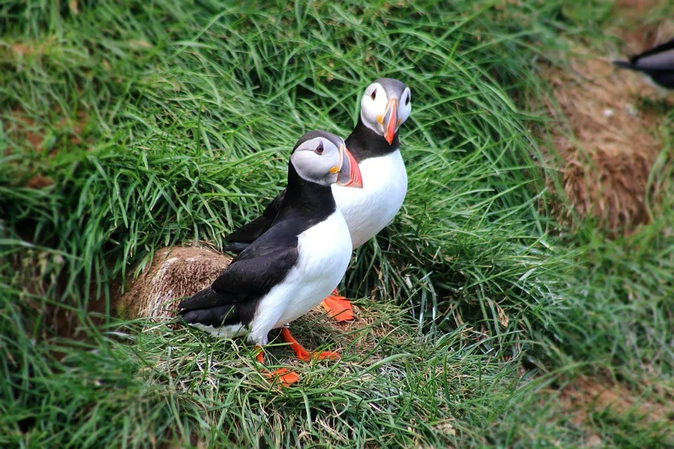 Seltener Nachwuchs: Doppelte Zwillinge im Straubinger Zoo