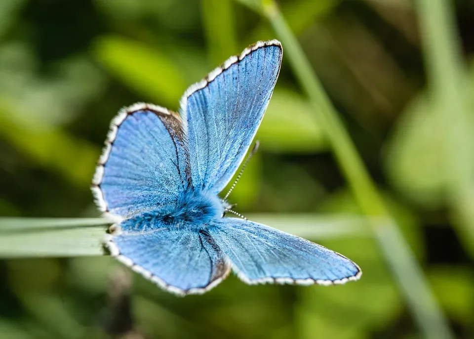 Biologische Forschung zeigt: Pflanzen können miteinander kommunizieren