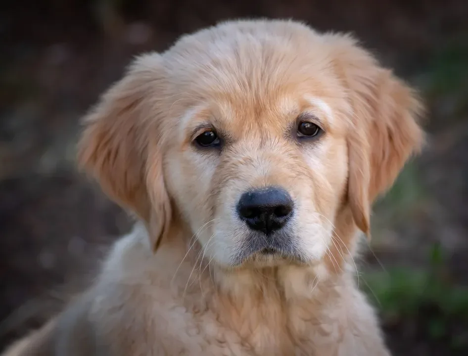 Tote Hundewelpen in Säcken: Polizei Nordhausen ermittelt