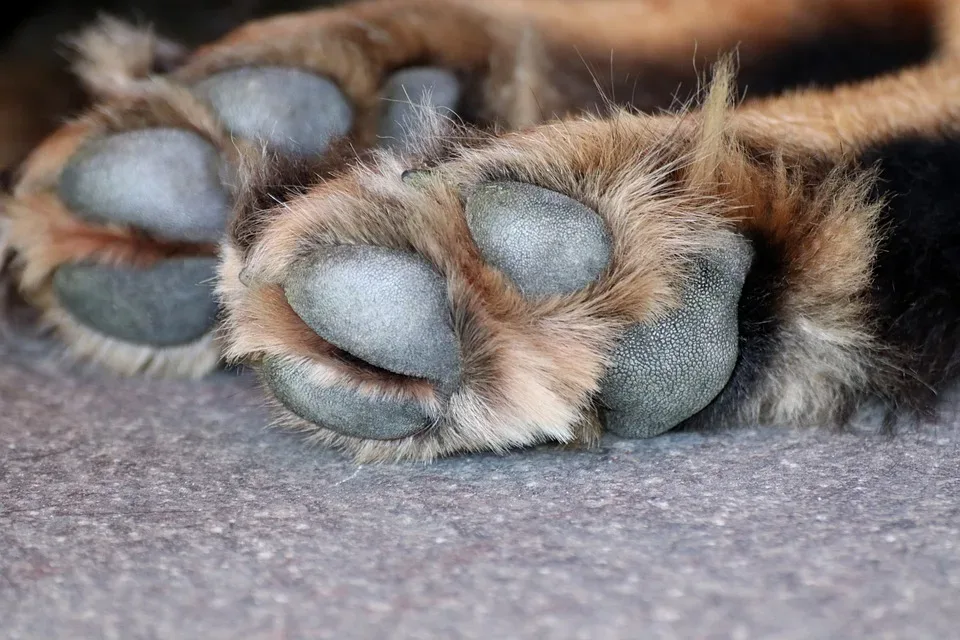 Tierversuche in Thüringen: Hundepfote auf dem Bürgersteig sorgt für Aufsehen