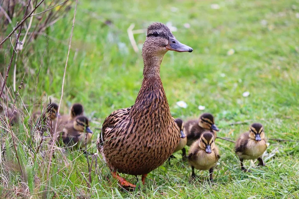 Entenfamilie auf Abenteuer in Speyer: Wäschekorb rettet Enten leben!