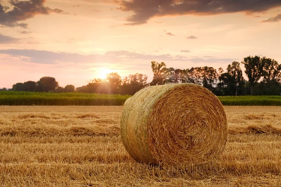 Landwirtschaftlicher Ortsverein Wasseralfingen mit Aalen und Unterkochen: Agrarpolitik im Fokus