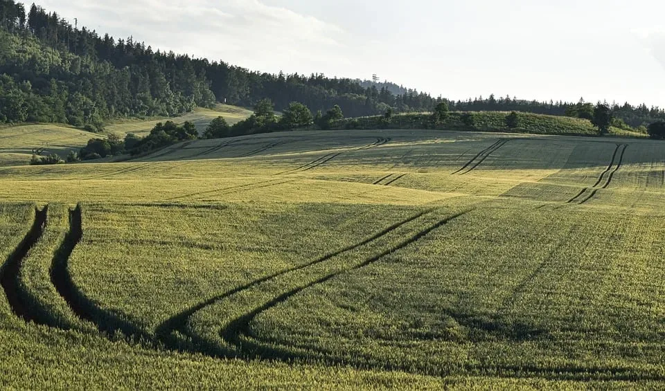 Wälder in Wolfratshausen: Die Folgen des Klimawandels