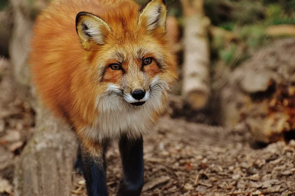 Diebstahl im Wildpark bei Weiskirchen: Polizei informiert über aktuelle Vorfälle in der Region