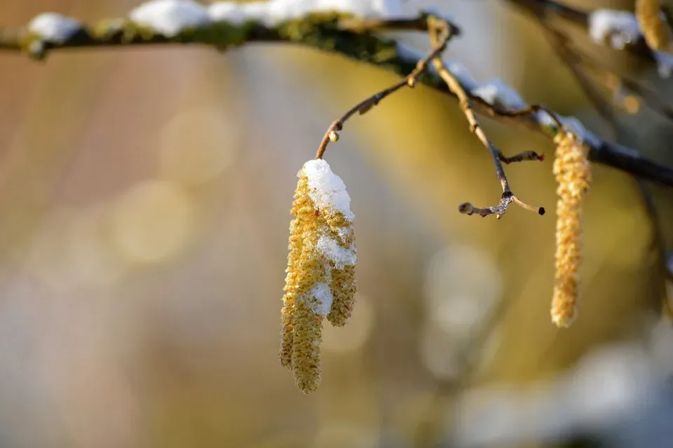 Magdeburg Biowetter und Pollenflug: Aktuelle Wettervorhersage und Gesundheitsauswirkungen für heute und morgen