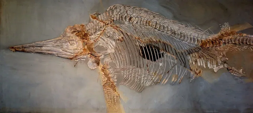 Blauwalgroßer Fischsaurier entdeckt: Gigantisches Meeresreptil gefunden