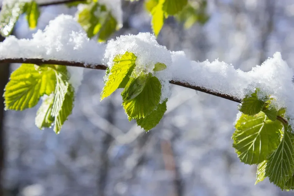 April-Wetter in Sachsen: Regen, Schnee und stürmische Böen am Wochenende