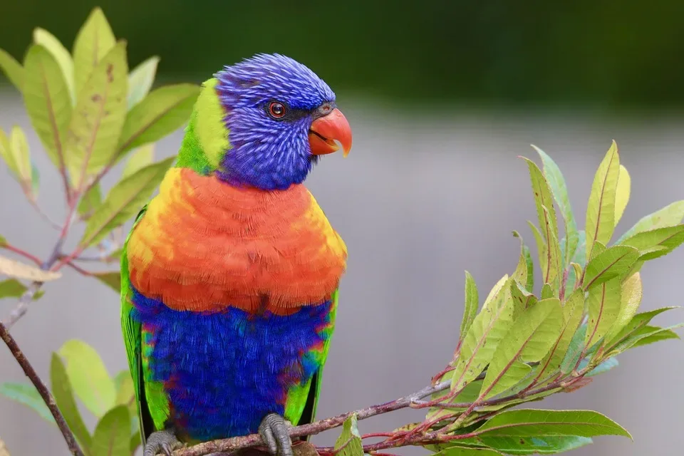 Papagei  Mavi  in Duisburg gerettet: Vogel nach Flucht aus Baum wieder sicher im Garten