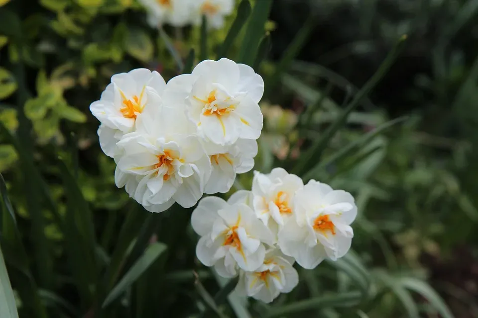 Frühlingsblüten spektakulär: Entdecke die fünf schönsten Blumenorte in unserer Region!