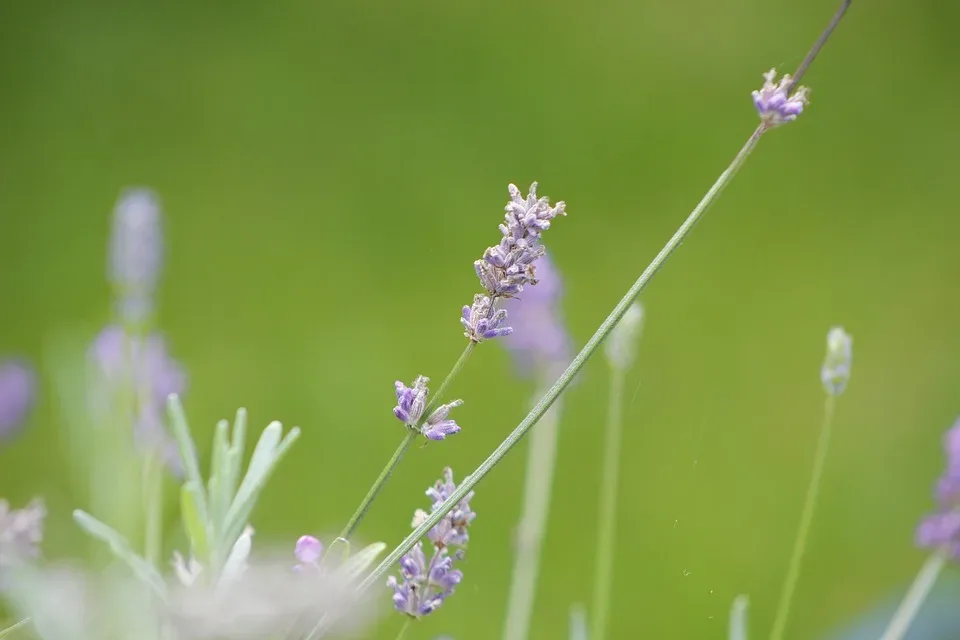 Bayern: Landesgartenschau in Kirchheim startet im Mai