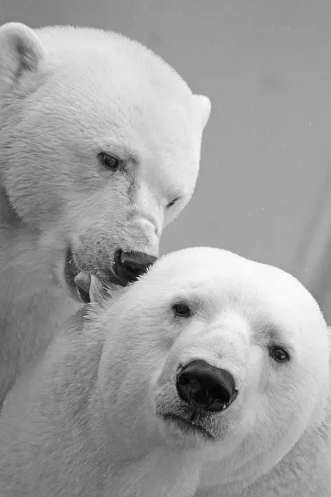 Eisbären Berlin auf dem Weg zur Deutschen Meisterschaft: Spannung vor Spiel vier gegen Fischtown Pinguins