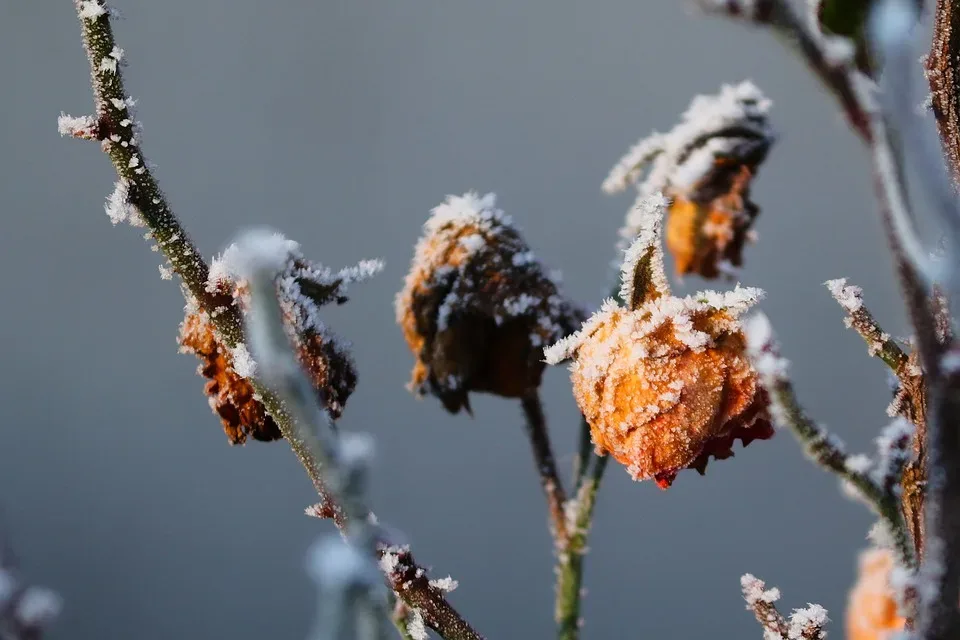 Frostnächte verursachen massive Schäden für Winzer und Landwirte in Rheinland-Pfalz