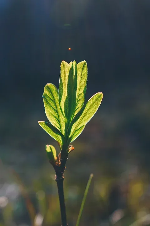 Wettervorhersage Gera: Das erwartet Sie in KW 17 von April bis Mai 2024!