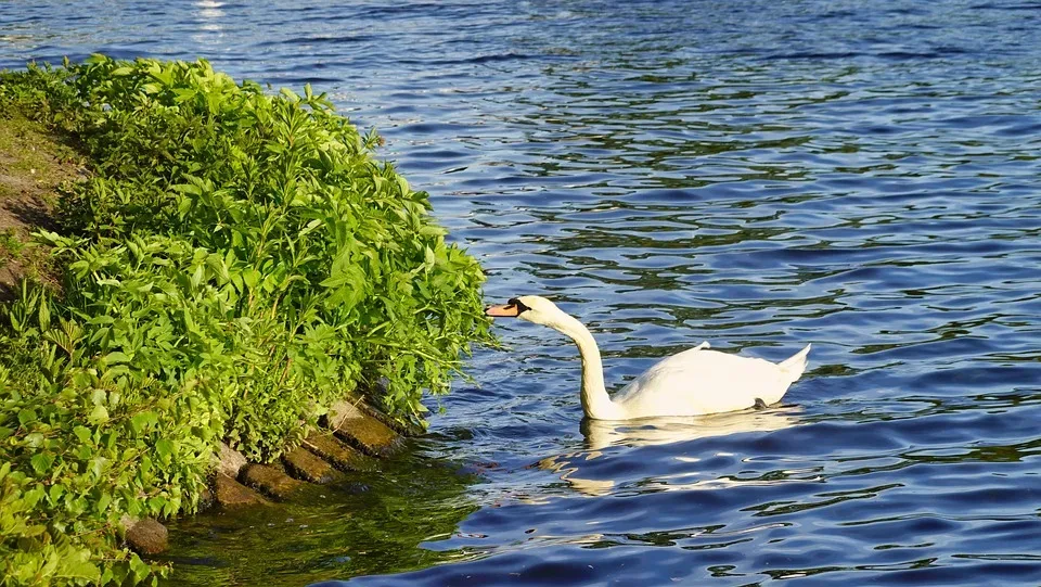 Alsterschwäne kehren rechtzeitig zurück in die Hamburger Alster