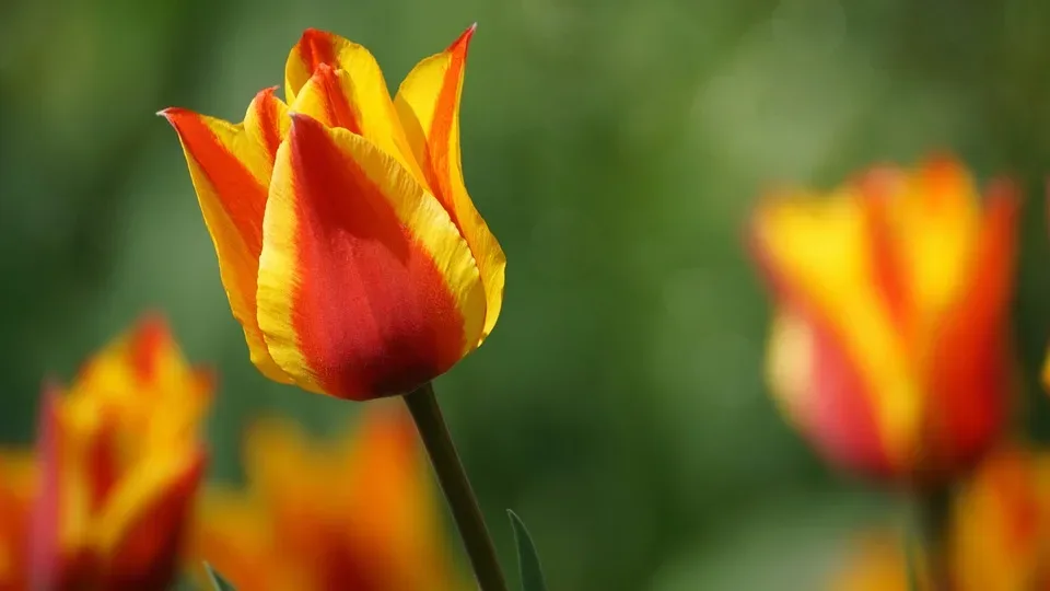 Frühjahrsmarkt Schwarzenbach: Bunter Marktreigen am 21. April