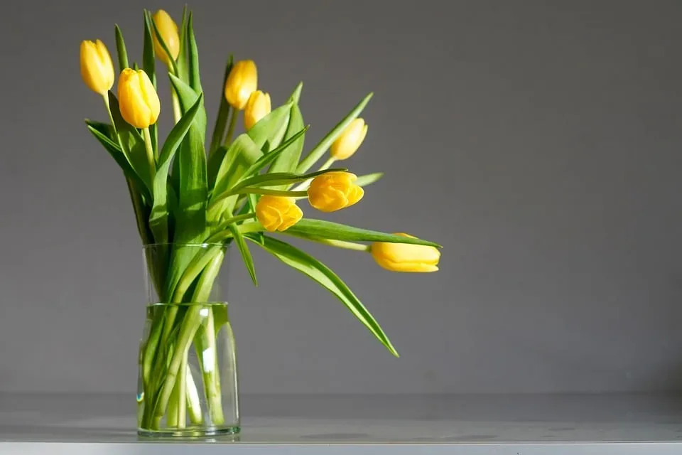 Tulpen trotzen dem Frost: Erfurter ega erstrahlt im Frühlingsglanz