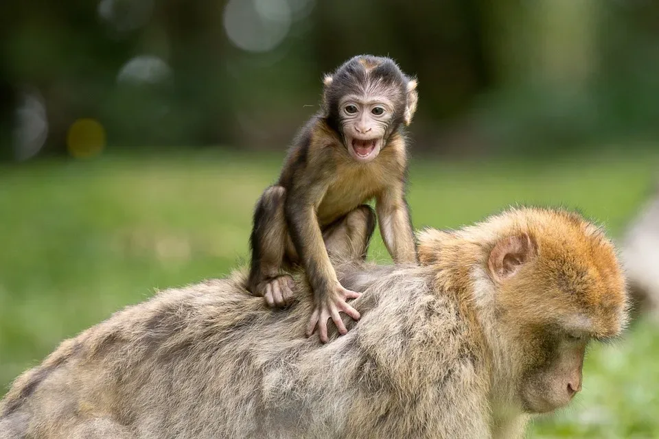 Tierischer Nachwuchs im Zoo Erfurt: Neuer Bewohner sorgt für Aufregung!