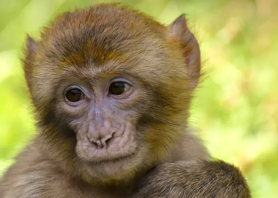 Freudige Überraschung im Zoo Erfurt: Neues Lemuren-Baby sorgt für Aufregung!