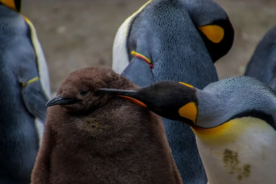 Trainerwechsel bei Fischtown Pinguins: Popiesch geht zu Krefeld Pinguine