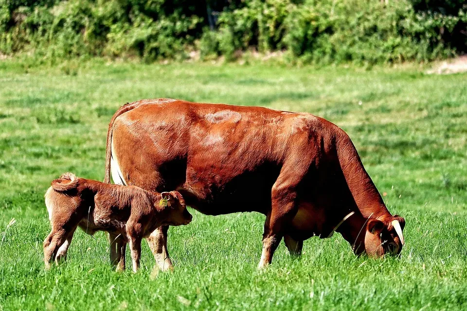 Tierwohl vs. Tradition: Qualzucht stoppt Rassehunde-Ausstellung bei Messe Erfurt