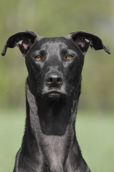 Majestätischer Galgo: Der spanische Windhund mit Eleganz und Jagdtrieb