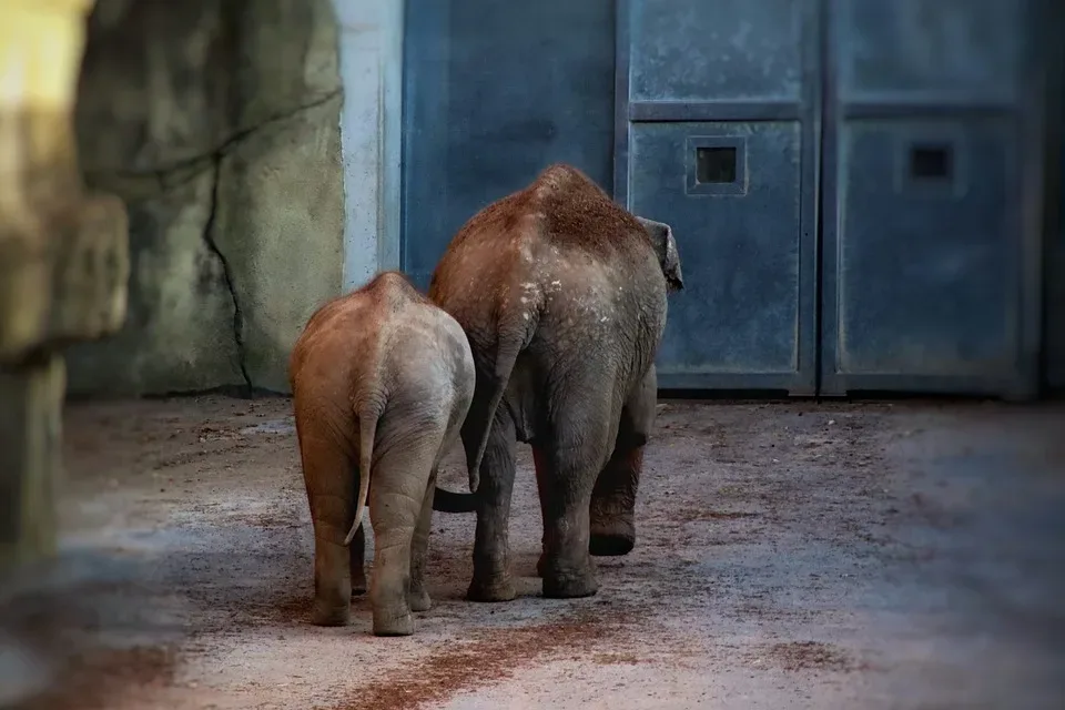 Neue Elefantenkuh Sweni in Magdeburg: Hoffnung für bedrohte Art!