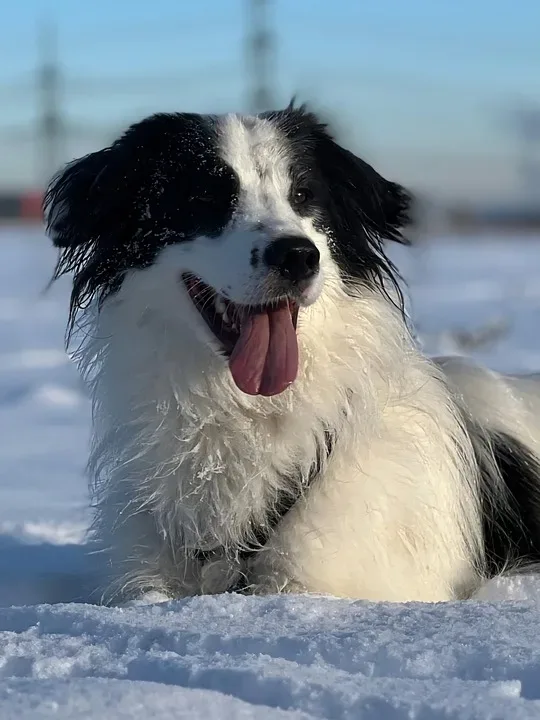 Hunde in Deutschland: Wo die Hundesteuer am teuersten und am günstigsten ist