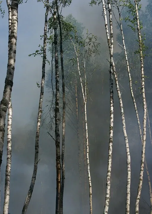 Waldbrand zwischen Grabo und Schöneicho unter Kontrolle – Feuerwehren im Einsatz