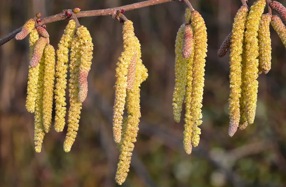 Biowetter und Pollenflug in Rheine: Aktuelle Gesundheitsprognose für Allergiker