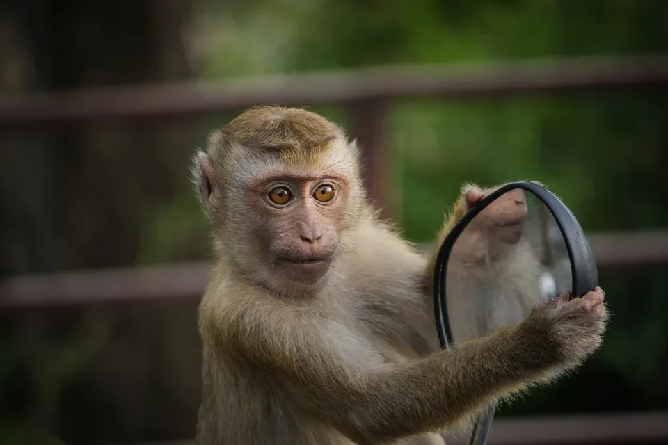 Neuzugang im Zoo Erfurt: Frischgeborenes Trampeltier Baby hält die Besucher in Atem