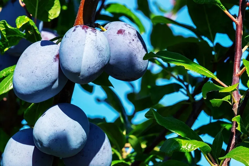 Pistazien: Die grüne Steinfrucht mit gesunden Inhaltsstoffen