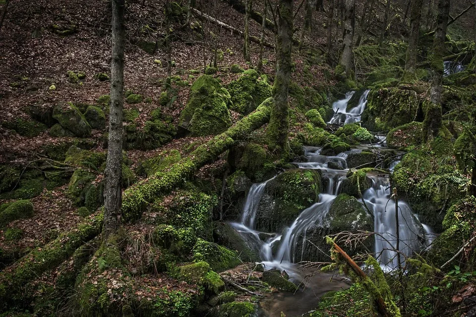 Nachhaltiges Wildtiermanagement im Schwarzwald: Nur noch ein Wolf, aber drei Luchse