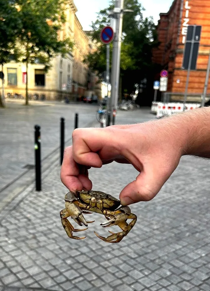 Die Rettung von Mr. Crabs: Eine Krabbe sorgt für Aufsehen am Hauptbahnhof