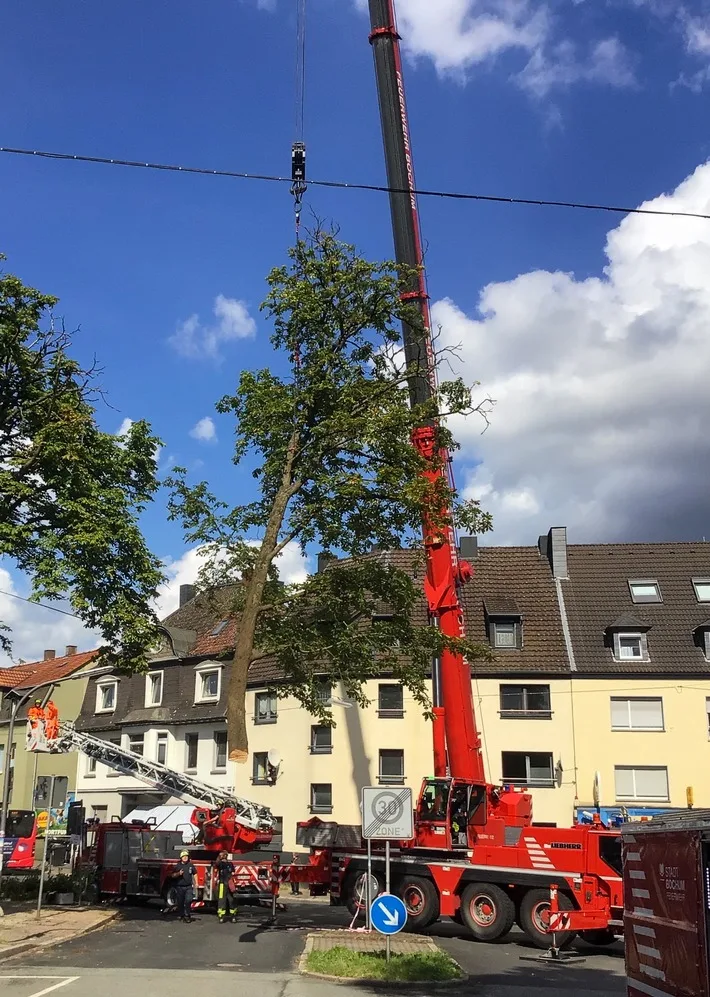 Sturmfolgen in Bochum: Feuerwehr entfernt gefällten Baum an Höntroper Straße