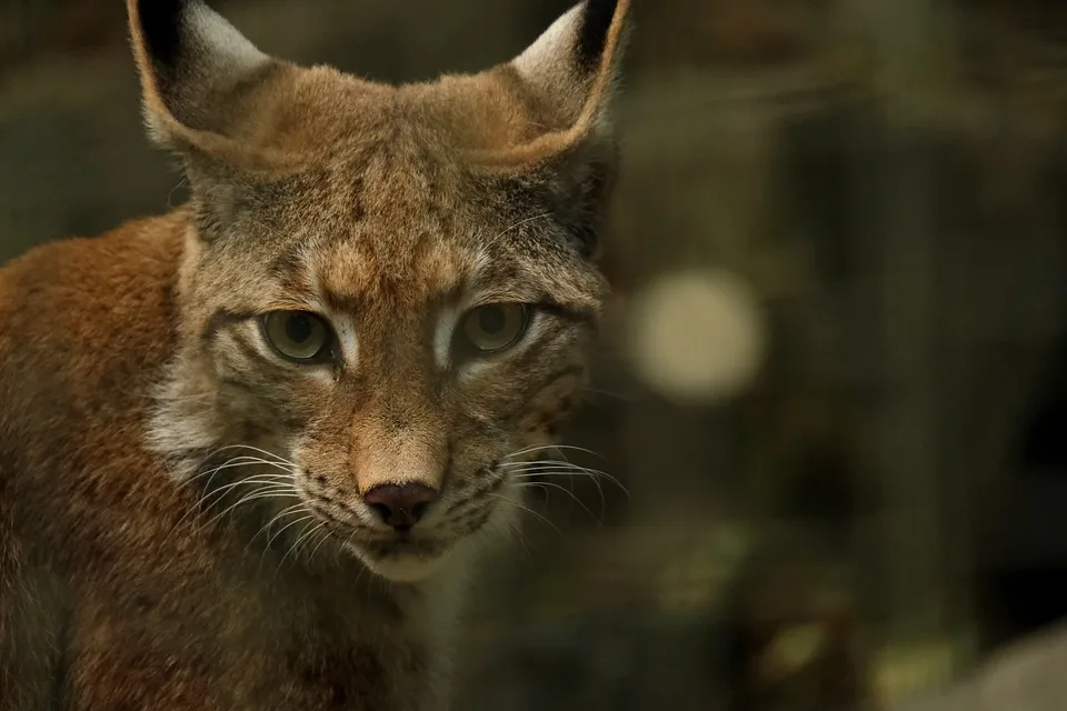 925 Kilometer Abenteuer: Wildcats auf der Reise zu den Kiel Baltic Hurricanes