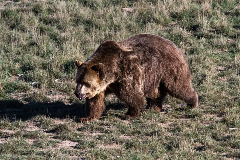 Abschied von Wurm: Grizzlys empfangen Sparta Prag in Wolfsburg