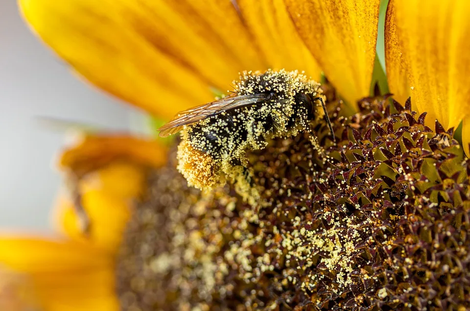 Aktuelle Pollenbelastung in Baden-Württemberg: So reagieren Allergiker!