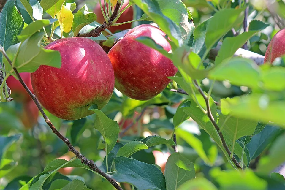 Apple lädt zur iPhone-Vorstellung: Was erwartet Cupertino am 9. September?