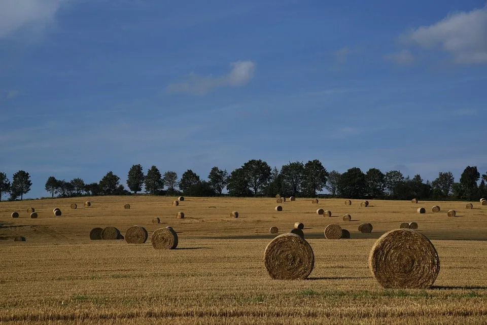 Bauern ziehen Bilanz: Ernte 2023 in Schleswig-Holstein im Fokus