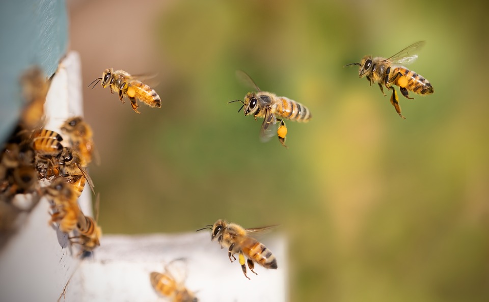 Bienen im Aufwind: Rekordzahlen und neue Trends in NRW