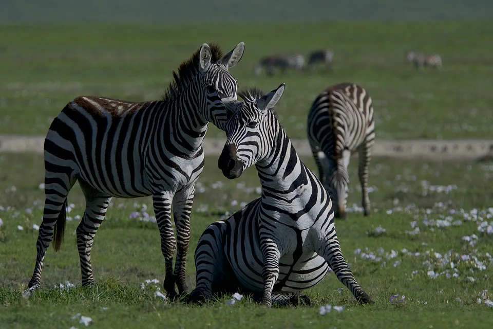 Biodiversität im Fokus: Blühstreifen testen biologische Schädlingsbekämpfung