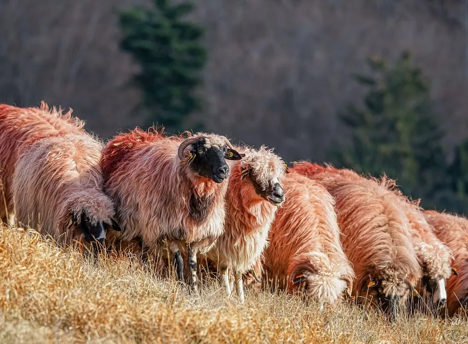 Blauzungenvirus: Niedersachsen im Fokus der Tierseuchenlage