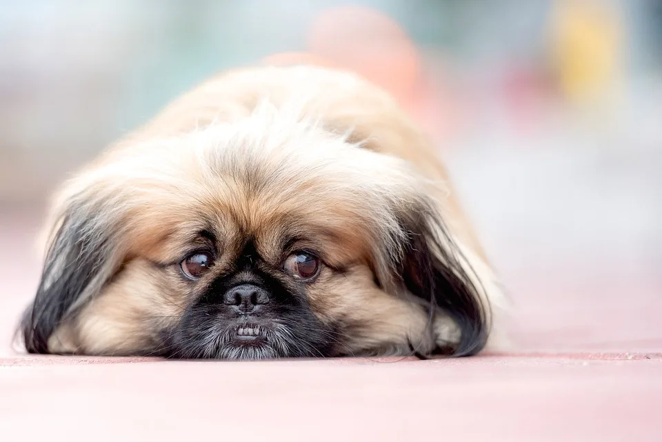 Der liebe Pekinese Lucky sucht ein Zuhause – Wer kann ihm helfen?