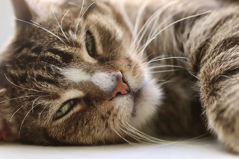 Der vermisste Kater von Gau-Bickelheim: Polizei sucht seinen Besitzer