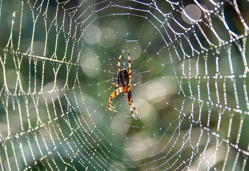 Die Nosferatu-Spinne erobert Bayern: Was Sie über die neue Gefahr wissen sollten