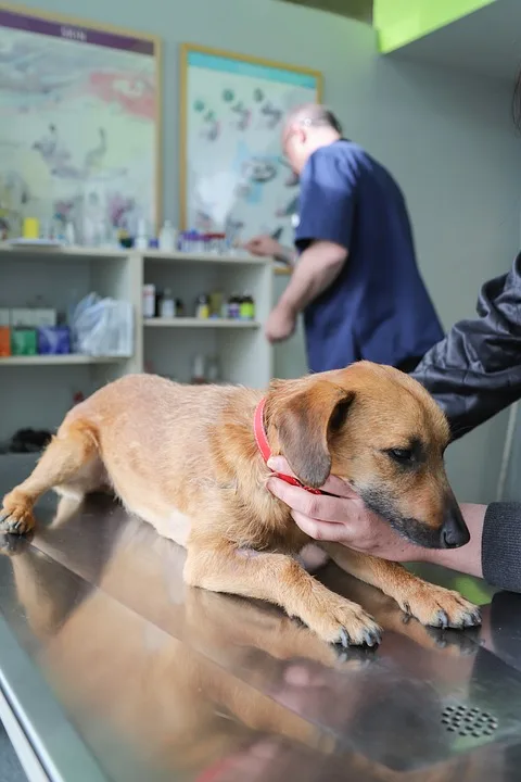 Doc Stefan in Verden: Tierische Erste Hilfe für Hunde- und Katzenbesitzer