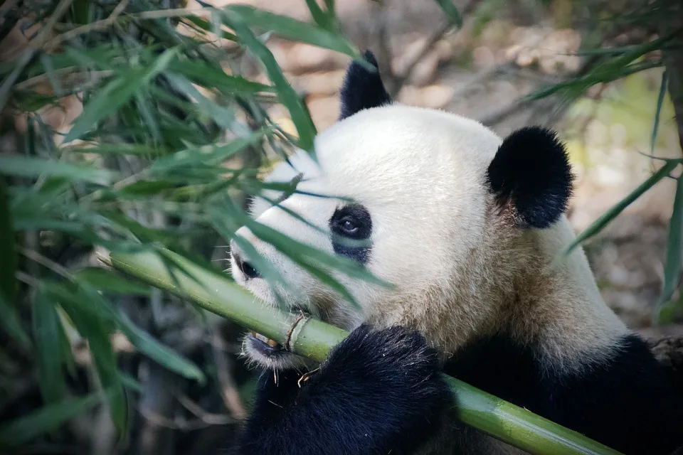 Ein süßer Neuanfang: Zwei Panda-Babys erblicken im Berliner Zoo das Licht der Welt